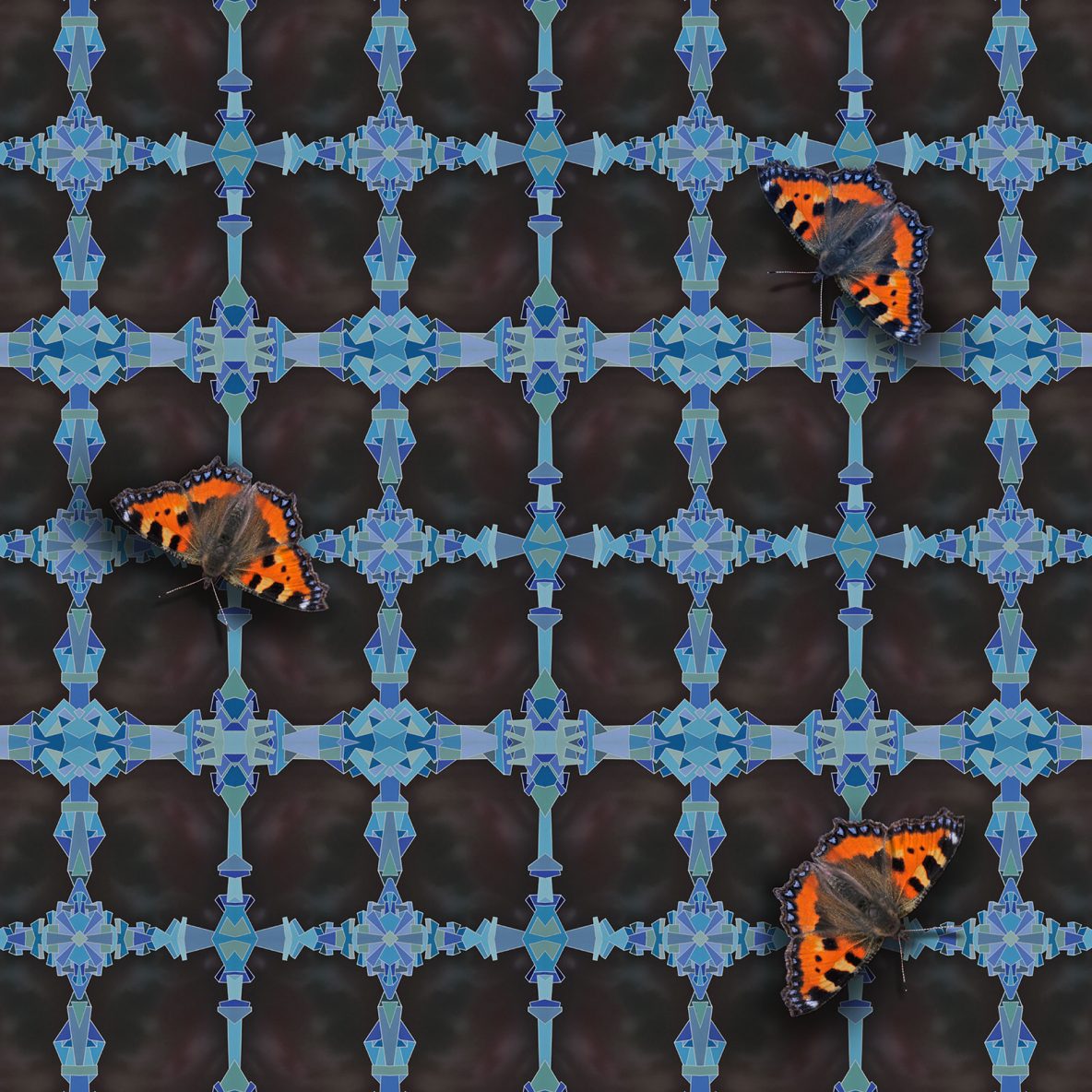 A butterfly flaps its wings without a care for the chaos it brings | © Dex Hannon - All rights reserved (Image)