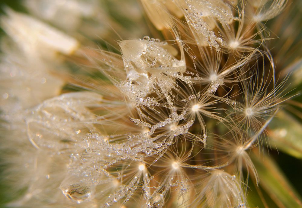 Agri Culture01 | © Dex Hannon - All rights reserved