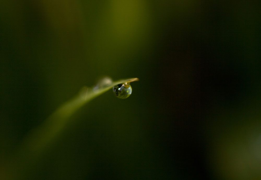 Image of water on grass | © Dex Hannon - All rights reserved (Image)