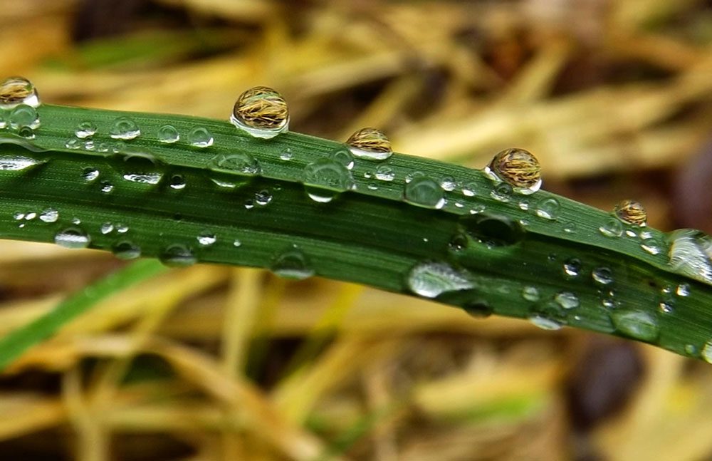 Image of dew drops on grass