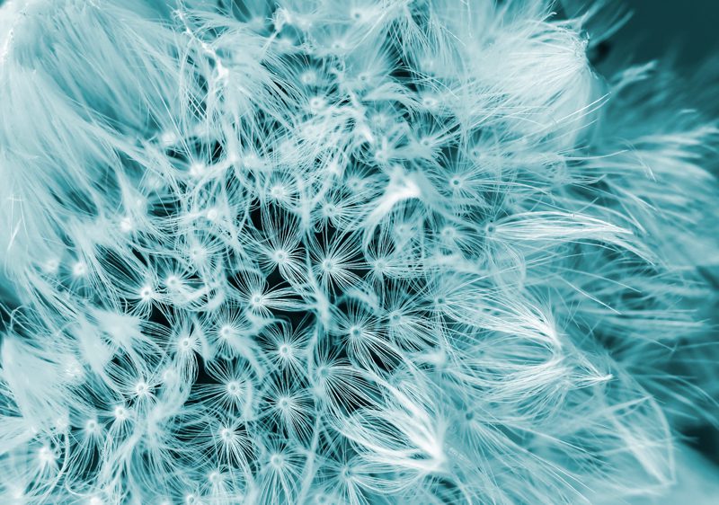 Dandelion Day Dreams | © Dex Hannon - All rights reserved (Image)